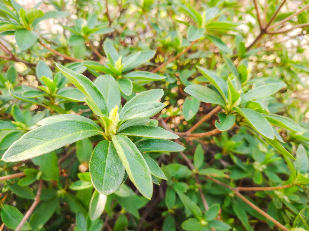 駒林神社 境内の春の花