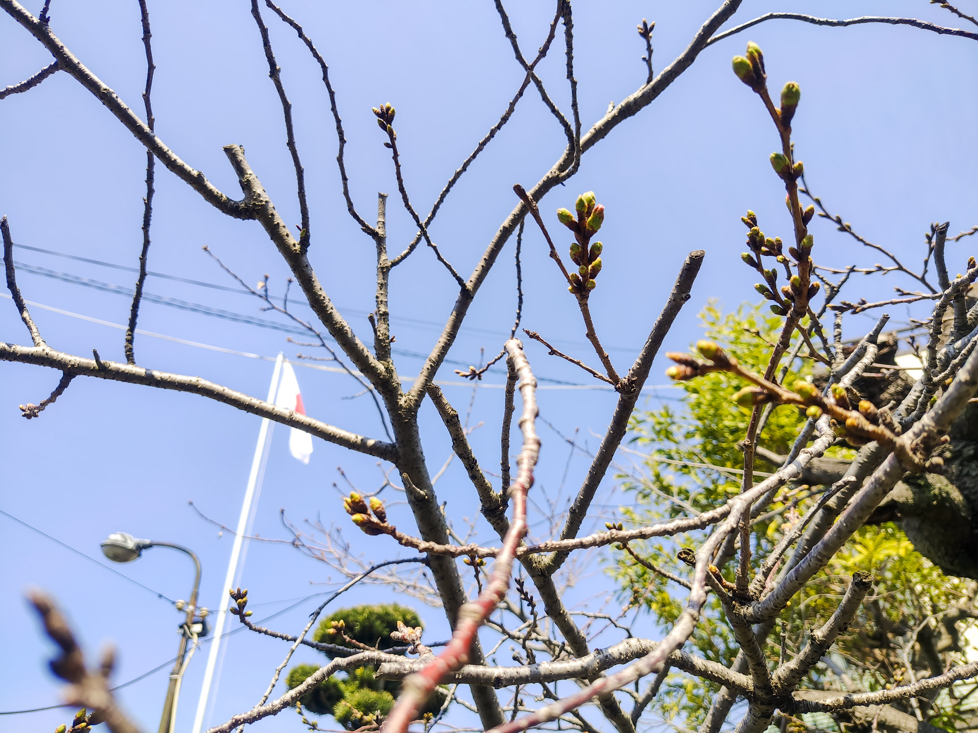 春の年中行事 駒林神社