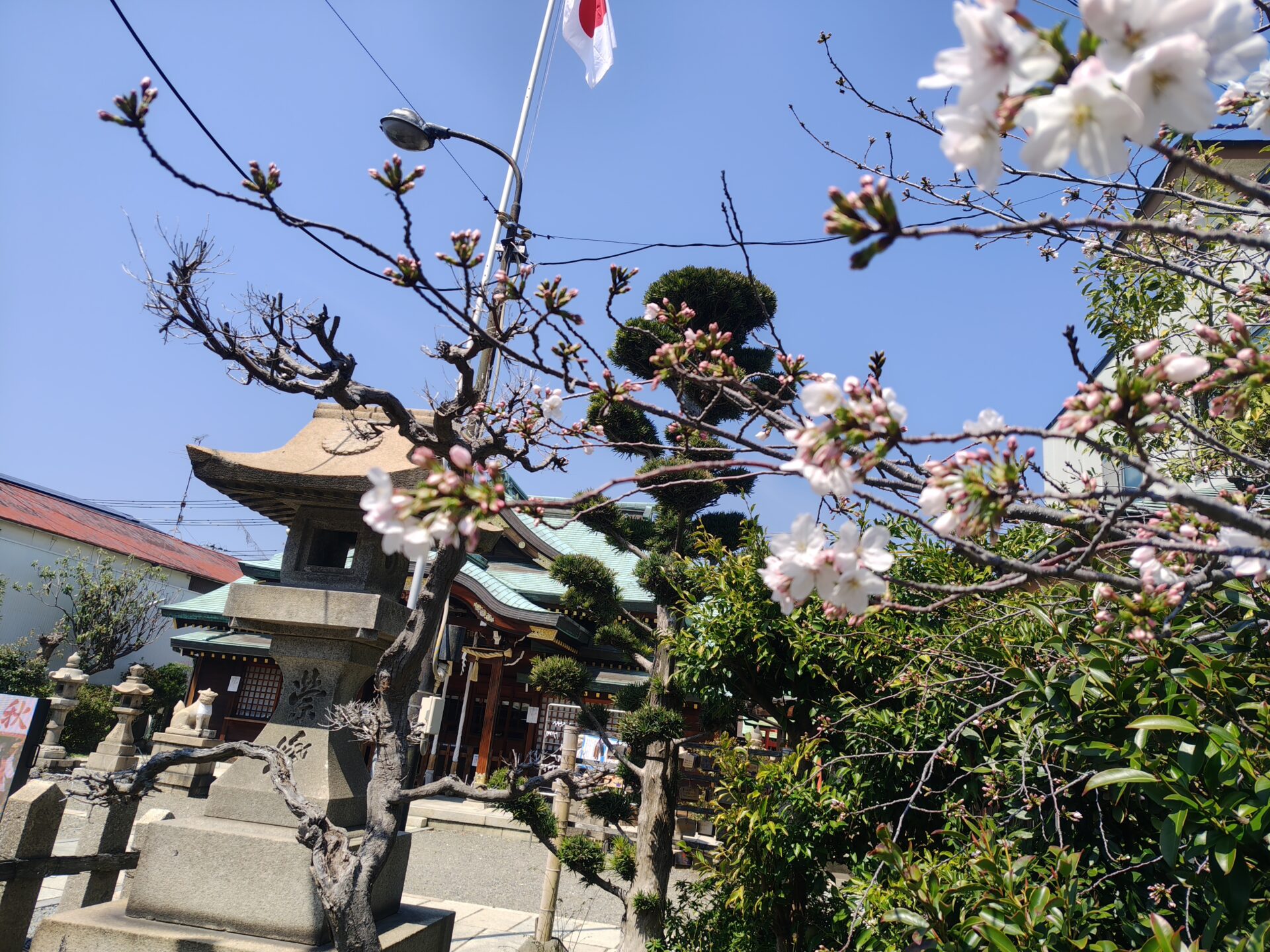 駒林神社 境内 桜 2026年春